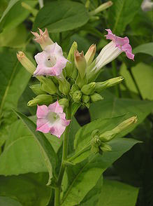 Fleurs de tabac