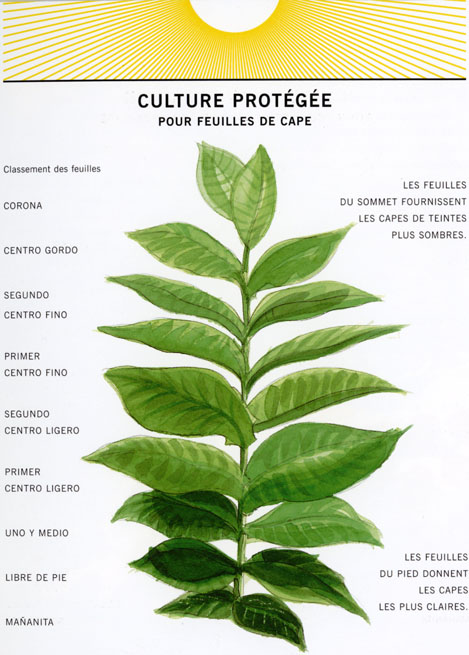 culture tapados