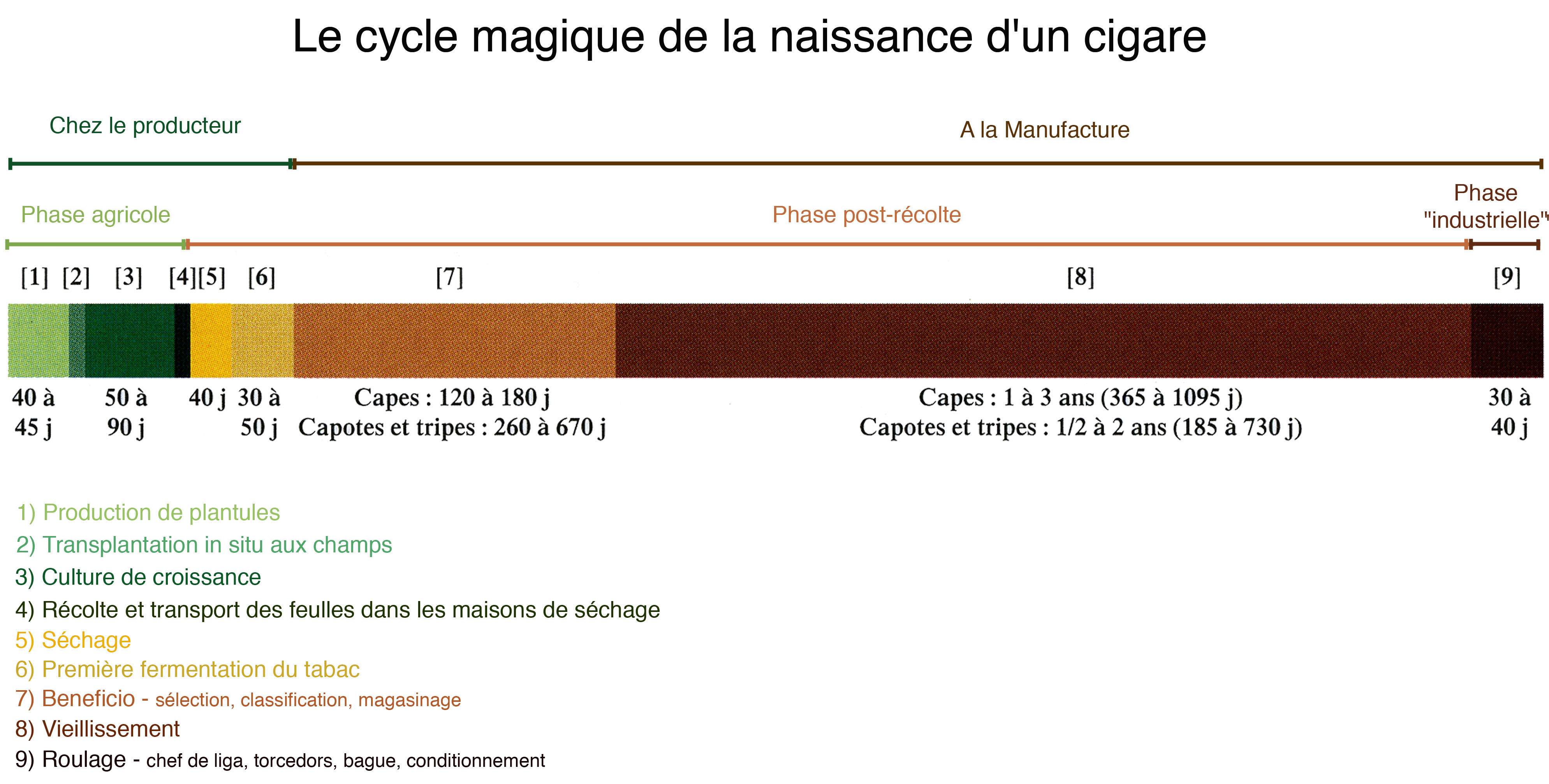 Cycle Magique de la Naissance d'un Cigare